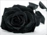 czarna roza
